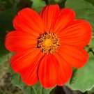 Sunflower Mexican Seeds Heirloom Flower (Tithonia Rotundifolia) 50 Seeds Fresh Garden