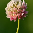 1500 Seeds Alsike Clover Trifolium Hybridum Pink & White Flower Legume Fresh Garden