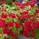 800 Seeds Red Drummond Phlox (Texas Pride) Phlox Drummondii Flower Fresh Garden