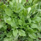 Sorrel 200 Seeds Heirloom Herb Non Gmo (Rumex Acetosa) Fresh Garden