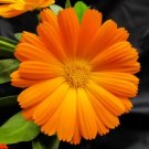 100 Seeds Orange English Marigold (Scotch / Pot Marigold) Calendula Officinalis Fresh Garden