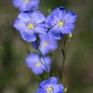 200 Blue Flax (Prairie Flax / Lewis Blue Flax) Linum Perenne Lewisii Flower Seed Fresh Garden