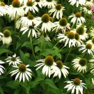 50 White Coneflower Echinacea Purpurea Flower Seeds Fresh Garden