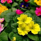50 Mixed Colors English Primrose Primula Vulgaris Shade Houseplant Flower Seeds Fresh Garden