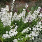 500 White Peach Leaved Bellflower Campanula Persicifolia Flower Seeds Fresh Garden