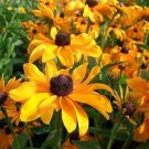 250 Seeds Dwarf Marmalade Rudbeckia Hirta Golden Orange Black Eyed Susan Fresh Garden