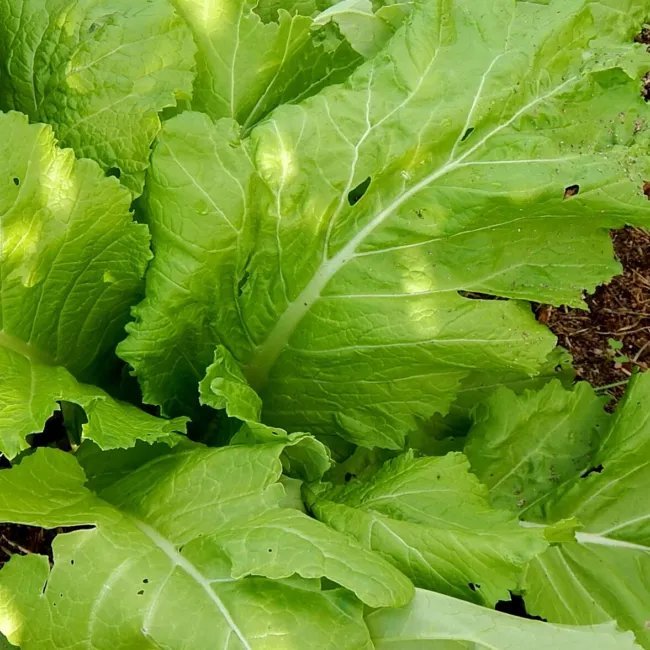 3000 Florida Broadleaf Mustard Brassica Juncea Herb Vegetable Seeds Fresh Garden