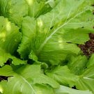 3000 Florida Broadleaf Mustard Brassica Juncea Herb Vegetable Seeds Fresh Garden