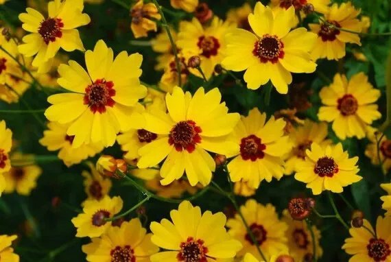 1000 Golden Wave Coreopsis (Goldenmane Tickseed) Coreopsis Basalis Flower Seeds Fresh Garden
