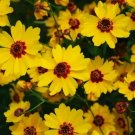1000 Golden Wave Coreopsis (Goldenmane Tickseed) Coreopsis Basalis Flower Seeds Fresh Garden