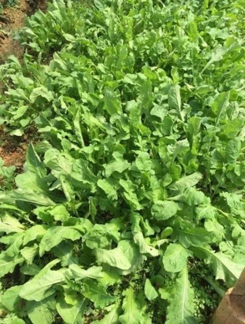 2000 Roquette Arugula Aka Rocket / Rucola / Rugula Eruca Vesicaria Sativa Herb Fresh Garden