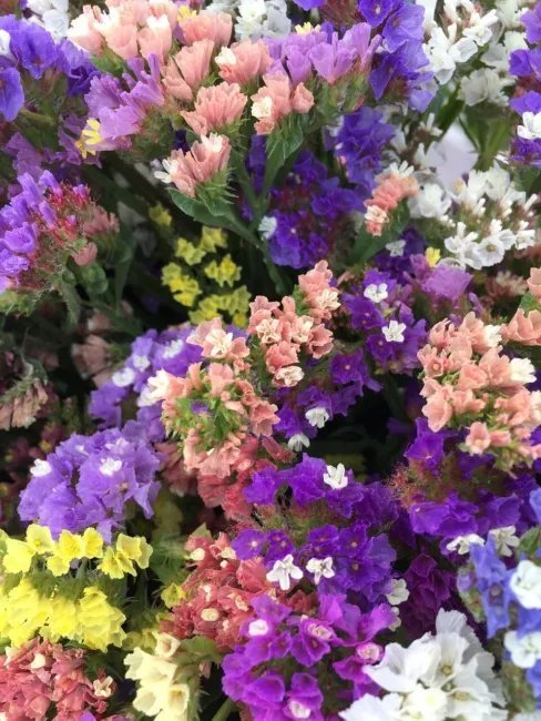 50 Pacific Mix Statice Sinuata Mixed Colors (Sea Lavender) Seeds Fresh Garden