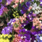 50 Pacific Mix Statice Sinuata Mixed Colors (Sea Lavender) Seeds Fresh Garden