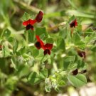 50 Asparagus Pea Winged Pea Lotus Tetragonolobus Red Flower Legume Seeds Fresh Garden
