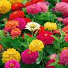 1000 Mixed Colors California Giant Zinnia Elegans Flower Seeds Fresh Garden