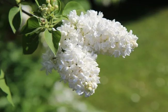 20 White Tree Lilac Hummingbird Flower Fragrant Peking Syringa Pekinensis Seeds Fresh Garden