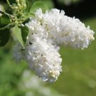 20 White Tree Lilac Hummingbird Flower Fragrant Peking Syringa Pekinensis Seeds Fresh Garden
