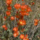 20 Seeds Apricot Desert Globemallow Mallow Sphaeralcea Ambigua Flower Fresh Garden