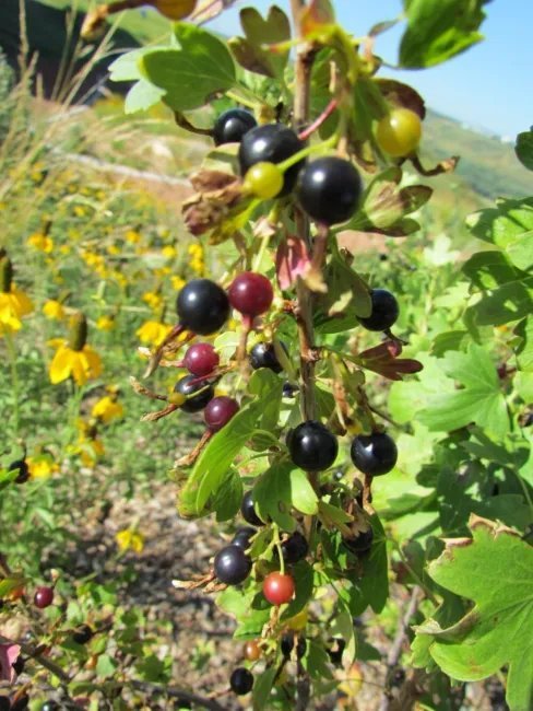 20 Golden Currant Shrub Black Fruit Yellow Flower Ribes Chrysobotrya Aurea Seeds Fresh Garden