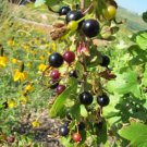 20 Golden Currant Shrub Black Fruit Yellow Flower Ribes Chrysobotrya Aurea Seeds Fresh Garden