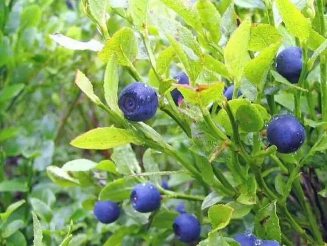 20 Seeds Common Bilberry Fruit Shrub European Blueberry Vaccinium Myrtillus Fresh Garden