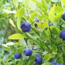 20 Seeds Common Bilberry Fruit Shrub European Blueberry Vaccinium Myrtillus Fresh Garden