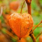 50 Peruvian Ground Cherry Physalis Peruviana Cape Gooseberry Fruit Veggie Seeds Fresh Garden