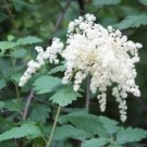 100 White Oceanspray Shrub Creambush Mountain Spray Holodiscus Flower Seeds Fresh Garden