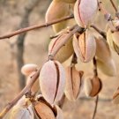 5 Seeds Pistachio Nut Tree Pistacia Vera Fruit Red Flowers Fresh Garden