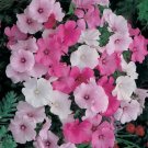 200 Rose Mallow (Bush Mallow) Hibiscus Lavatera Trimestris Flower Seeds Fresh Garden