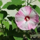 10 Luna Pink Swirl Hardy Hibiscus Flower Seeds Fresh Garden