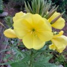 1000 Yellow Evening Primrose Oenothera Lamarckiana Flower Seeds Fresh Garden
