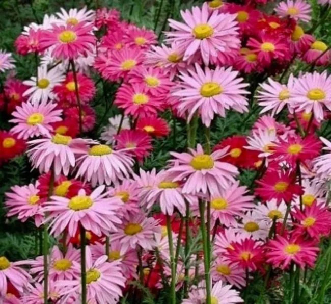 100 Mixed Colors Robinsons Painted Daisy Chrysanthemum Seeds Fresh Garden