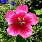 10 Vulcan Malope Trifida / Mallowwort / Mallow Flower Seeds Fresh Garden