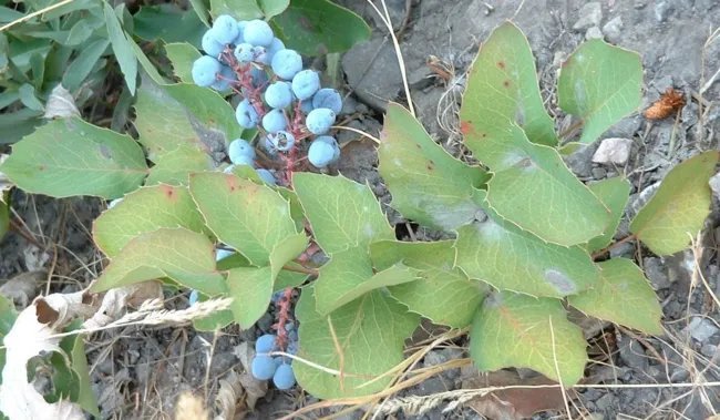 20 Oregon Grape Holly Fruit Vine Hollyleaved Barberry Mahonia Aquifolium Seeds Fresh Garden