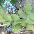 20 Oregon Grape Holly Fruit Vine Hollyleaved Barberry Mahonia Aquifolium Seeds Fresh Garden
