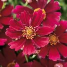 500 Red Dwarf Plains Coreopsis Coreopsis Tinctoria Flower Seeds Fresh Garden