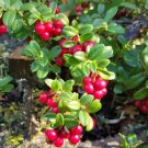 50 Lingonberry Seeds Mountain Cranberry Vaccinium Vitis Idea Red Berry Edible Fresh Garden