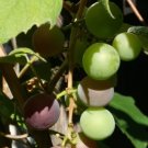 10 Seeds Purple Concord Grape Fruit Vine Vitis Labrusca White Flower Fresh Garden
