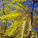 10 Thornless Honeylocust Gleditsia Triacanthos Inermis Imperial Honey Seeds Fresh Garden