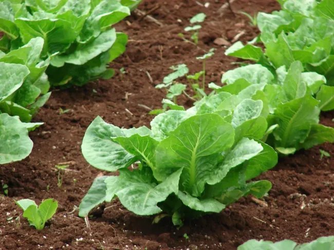 3000 Black Seeded Simpson Leaf Lettuce Lactuca Sativa Vegetable Seeds Fresh Garden