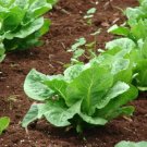 3000 Black Seeded Simpson Leaf Lettuce Lactuca Sativa Vegetable Seeds Fresh Garden