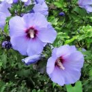 25 Purple Rose Of Sharon Hibiscus Syriacus Flower Tree Bush Seeds Fresh Garden