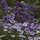 50 Blue Moon Aster Callistephus Pompon Double Flower Seeds Fresh Garden