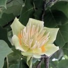 15 Tulip Poplar Tree Yellow Flower Liriodendron Tulipifera Whitewood Seeds Fresh Garden