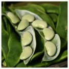 20 Fordhook Lima Bean Phaseolus Lunatus Bush Bean Vegetable Seeds Fresh Garden