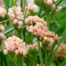 50 Apricot Beauty Statice Limonium Sinuatum Flower Seeds Fresh Garden