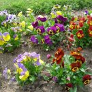 250 Mixed Colors Swiss Giant Pansy Viola Wittrockiana Flower Seeds Fresh Garden