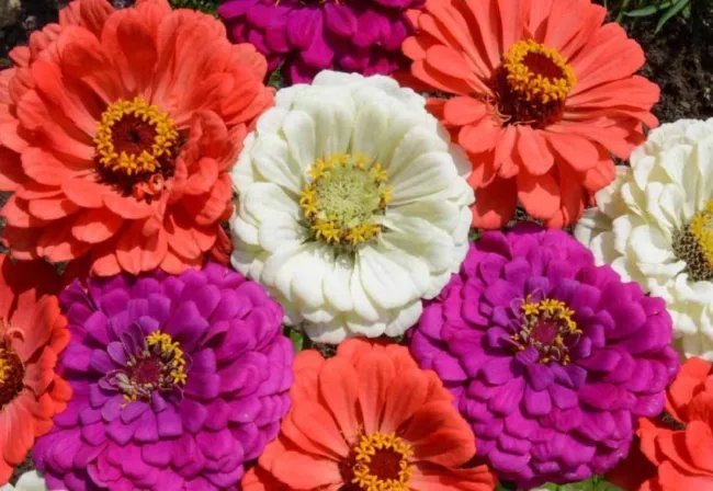250 Zin Master Zinnia Mix Elegans Mixed Colors Flower Seeds Fresh Garden
