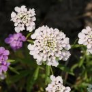 2000 Tall Mix Candytuft Iberis Umbellata Mixed Colors Ground Cover Flower Seeds Fresh Garden